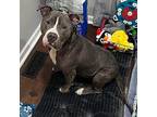 Gucci American Staffordshire Terrier Adult Male