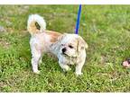 stevie Shih Tzu Young Male