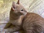 Willoughby Domestic Shorthair Young Male