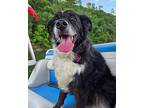 Luna Bear Australian Shepherd Adult Female