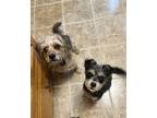 Winnie 2 Yorkie, Yorkshire Terrier Puppy Female