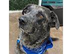 Balto Catahoula Leopard Dog Adult Male