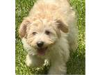 Nala $550 Maltese Puppy Female