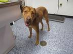 Bane Bloodhound Adult Male