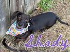 Shady and Romeo BONDED PAIR Dachshund Adult Female