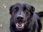 Carley Labrador Retriever Adult Female