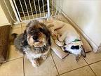 Daisy Duck pup: Ursula Mixed Breed (Medium) Puppy Female