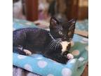 Dock Domestic Shorthair Kitten Male