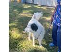 Judge Great Pyrenees Young Male