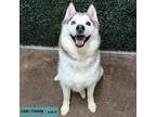 Maverick Alaskan Malamute Adult Male