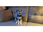 Gordo Mixed Breed (Medium) Puppy Male