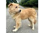 Yellow Pageant Winner Collie Young Female