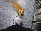 Remi Australian Shepherd Young Female