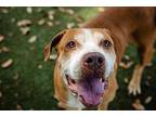 Missy American Staffordshire Terrier Senior Female