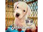 Jamison Crutchfield Puppy Male