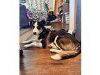 Millie pup: Anakin Mixed Breed (Medium) Puppy Male