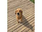 Ivy Golden Retriever Puppy Female
