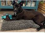 Kennedy Mixed Breed (Medium) Puppy Female