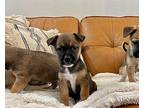 Michaelangelo Ninja Turtle German Shepherd Dog Puppy Male