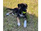 Caesar Mixed Breed (Medium) Puppy Male