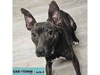 Maven Basenji Adult Female