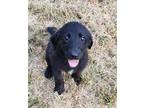 Petunia Labrador Retriever Puppy Female