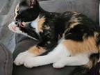 Mazey Domestic Shorthair Kitten Female