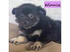 Winnie. ADOPTED Pomeranian Puppy Female