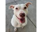 Candy American Pit Bull Terrier Young Female