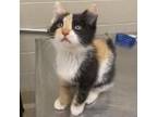 Timpani Calico Kitten Female