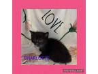 Charlotte Domestic Shorthair Kitten Female