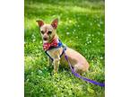 Pepe Chihuahua Puppy Male