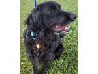 Furby Golden Retriever Adult Male