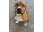 COREY American Pit Bull Terrier Young Male