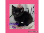 Sweetie Pie Domestic Shorthair Kitten Female