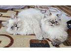 SILAS & ARCHIE Himalayan Kitten Male