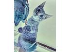 Gomer Domestic Shorthair Kitten Male