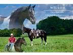 Paint Crossbred Gelding