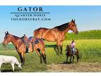 Quarter Horse Gelding