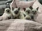 Siamese