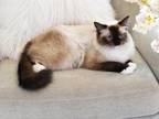 Seal Mitted Ragdoll Female Cat