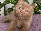 To To British Shorthair Male Cinnamon