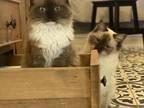 TICA Registered Adult Ragdoll