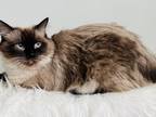 Registered TICA Female Ragdoll
