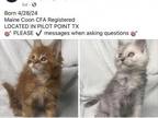6 Maine Coon Kittens