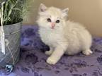 Ragdoll Kitten Ready For Summer Fun