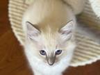 Ragdoll Kitten Cute And Playful