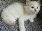 Ragdoll Perfections