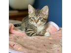 Lily & Violet Domestic Shorthair Kitten Female
