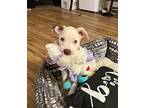 Latte Hound (Unknown Type) Puppy Male